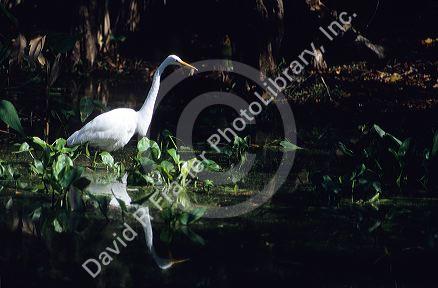 A great egret fishing in a pond at Big Cypress Bend boardwalk in the Florida Everglades.