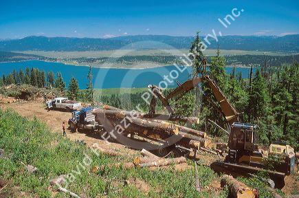 Logging in the Boise National Forest near Cascade, Idaho.