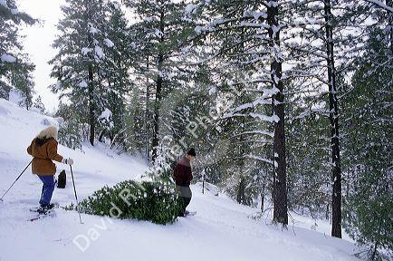 A couple harvesting the family christmas tree in Idaho.