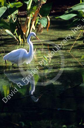 A great egret fishing in a pond at Big Cypress Bend boardwalk in the Florida Everglades.