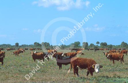Cattle grazing along highway 98 near Okeechobee, Florida.