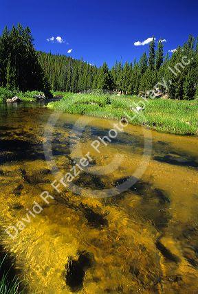 Johnson Creek near Yellow Pine, Idaho.