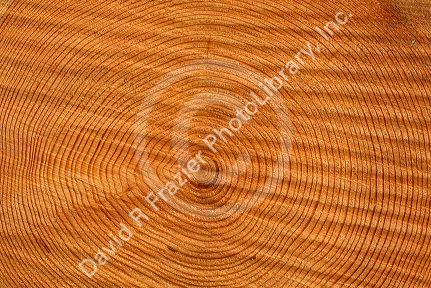 A close up of tree growth rings.