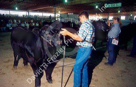 Cattle showing at the Idaho State Fair.
