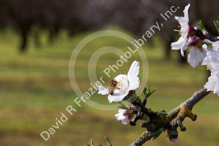 Bee pollinating fruit blossom near Merced, California.