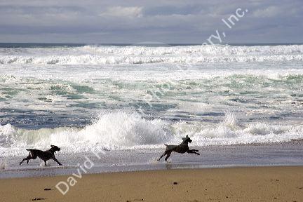 Dogs play in the waves that crash onto the beach north of Santa Cruz, Califronia.