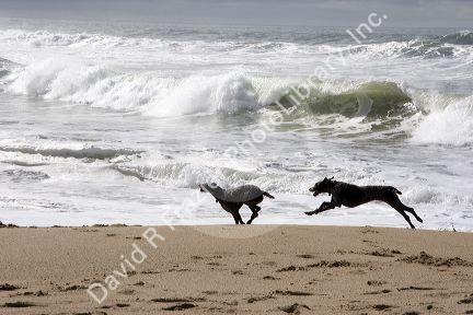 Dogs play in the waves that crash onto the beach north of Santa Cruz, Califronia.