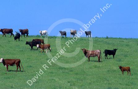 Cows grazing on pasture.