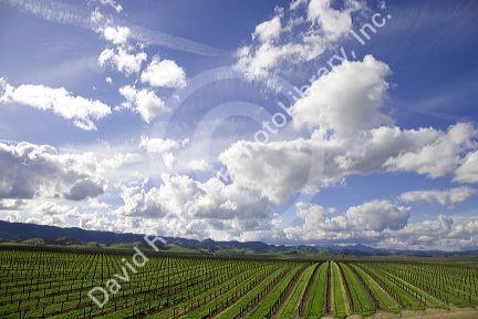 Vineyard near King City along highway 101, California.