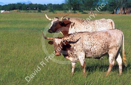 Texas Longhorn cattle.