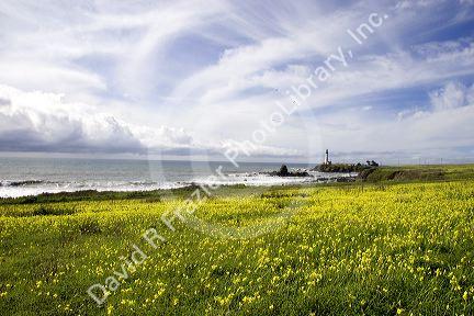 Pigeon Point Lighthouse near Half Moon Bay, California with a field of oxalis (sourgrass) flowers.