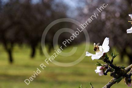 Bee pollinating fruit blossom near Merced, California.