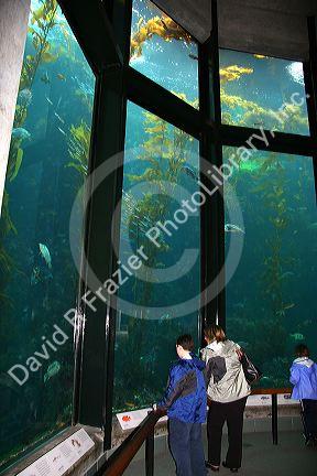 Fish swim in an underwater display at the Monterey Bay Aquarium, Monterey, California.