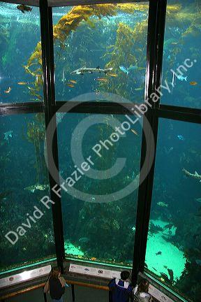 Fish swim in an underwater display at the Monterey Bay Aquarium, Monterey, California.