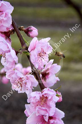 Bee pollinating fruit blossom near Merced, California.