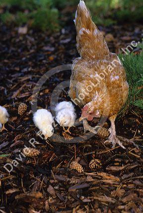 A hen with her chicks.