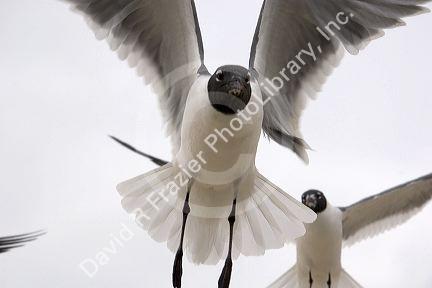 Bonaparte's gulls in flight on the Mississippi Gulf Coast.