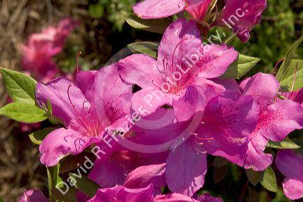 Azalea shrud in bloom.