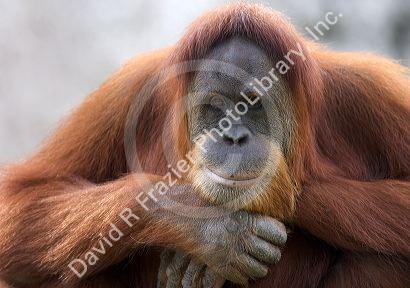 Orangutan at the Audubon Zoo in New Orleans, Louisiana.