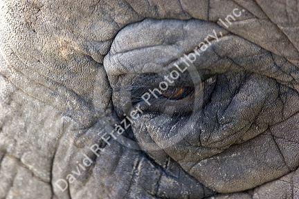 Close up of elephants skin and eye.