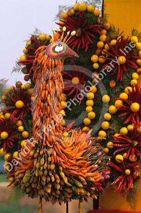 Chili peppers in an artful display, Thailand.