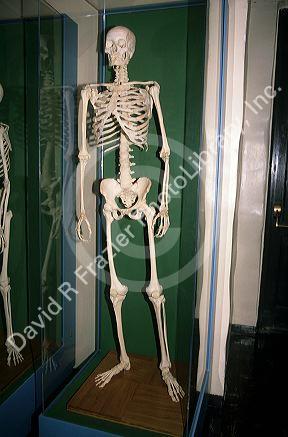 A human skeleton.