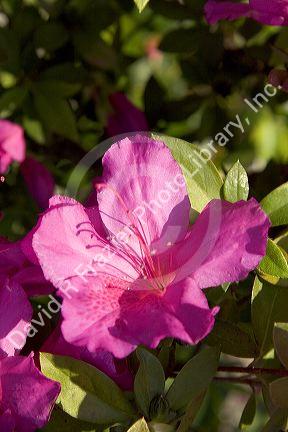 Azalea shrud in bloom.