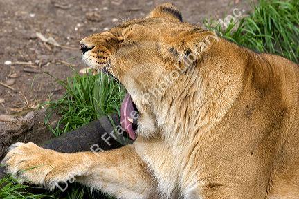 Lion yawning at the Audubon Zoo in New Orleans, Louisiana.
