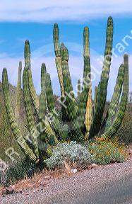 Organ pipe cactus at Organ Pipe National Monument, Arizona.