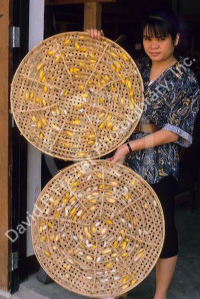 Silkworm cacoons in Thailand.