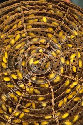 Silkworm cacoons in Thailand.