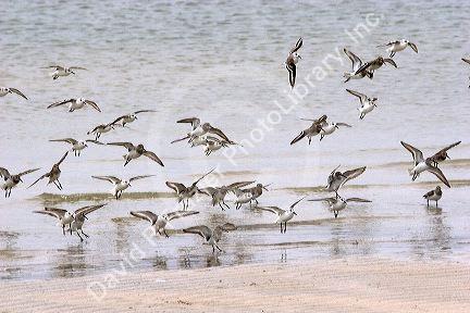 Shore birds on the Mississippi Gulf Coast.