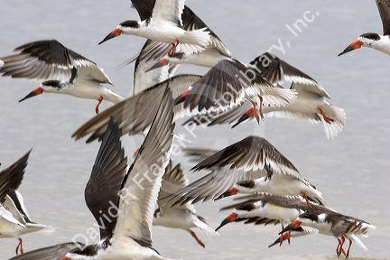 Black skimmers on the Mississippi Gulf Coast.