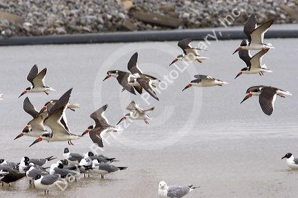 Black skimmers and bonaparte's gulls on the Mississippi Gulf Coast.