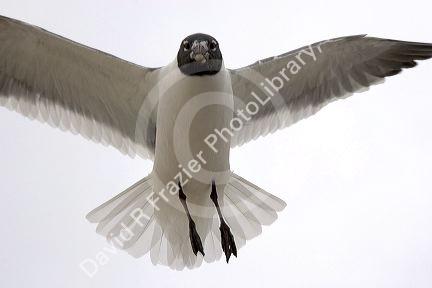 Bonaparte's gulls in flight on the Mississippi Gulf Coast.