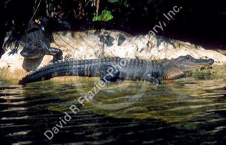 Alligator's in the Florida Everglades.