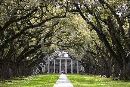 Oak Alley Plantation near New Orleans, Louisiana.