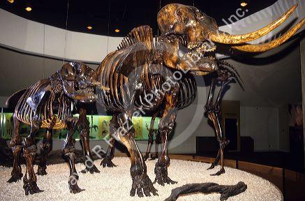 Imperial mammoth skeletons at the LaBrea Tar Pit Museum in Los Angeles, California.