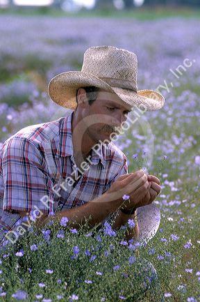 A farmer looking at a field of Flax in Idaho.