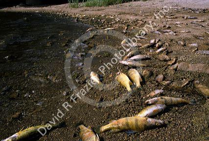 Fish kill, Lake Cascade, Idaho.