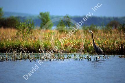A  Great Blue Heron walking through water and plant life on a lake in Minnesota.