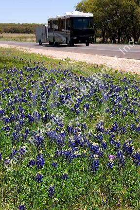 Oak tree and blue bonnets along US highway 290 west of Fredericksburg, Texas.