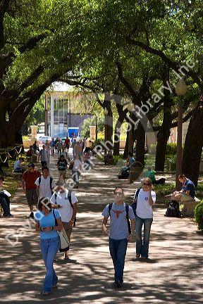 Students walking and using cell phones on the campus of University of Texas in Austin.