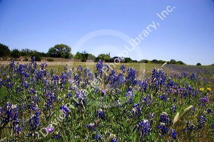Texas blue bonnet wildflowers in the median of Interstate Highway 10 in West Texas.