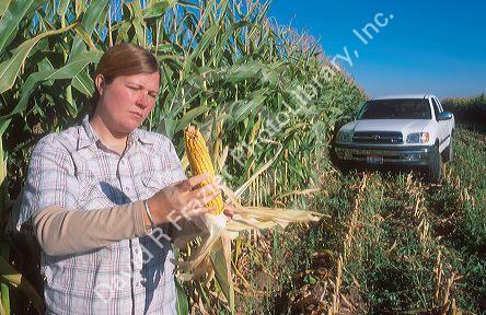 Female farmer checks her crop of corn.