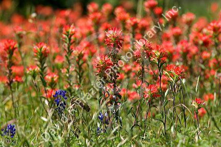 Indian paintbrush and blue bonnet wildflowers in Texas.