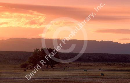 Sunset over pasture at Alamo, Nevada.