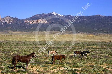 Horses grazing on rangeland near Cortez, Colorado.