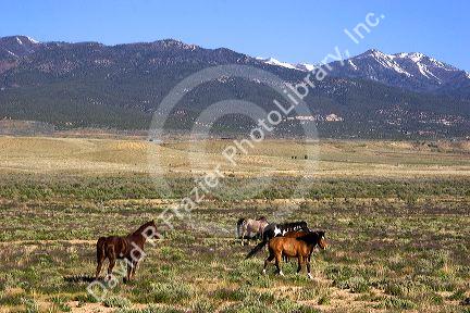 Horses grazing on rangeland near Cortez, Colorado.