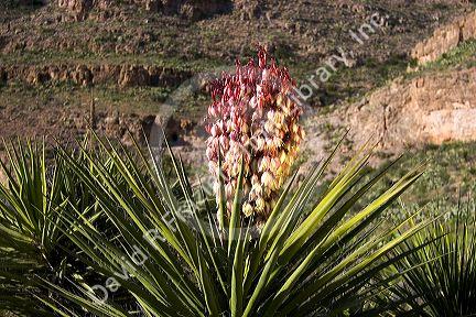 Large blossom on a yucca plant in Carlsbad Caverns National Park, New Mexico.
